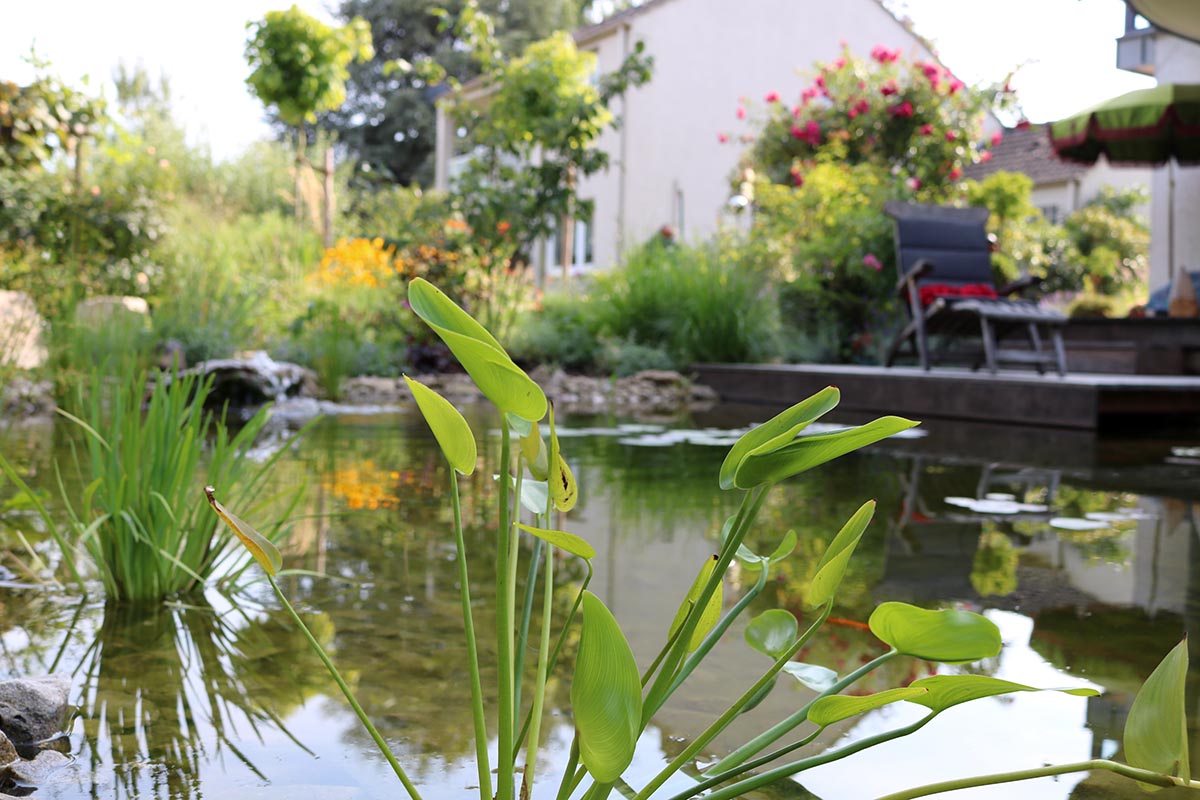 Wassergarten